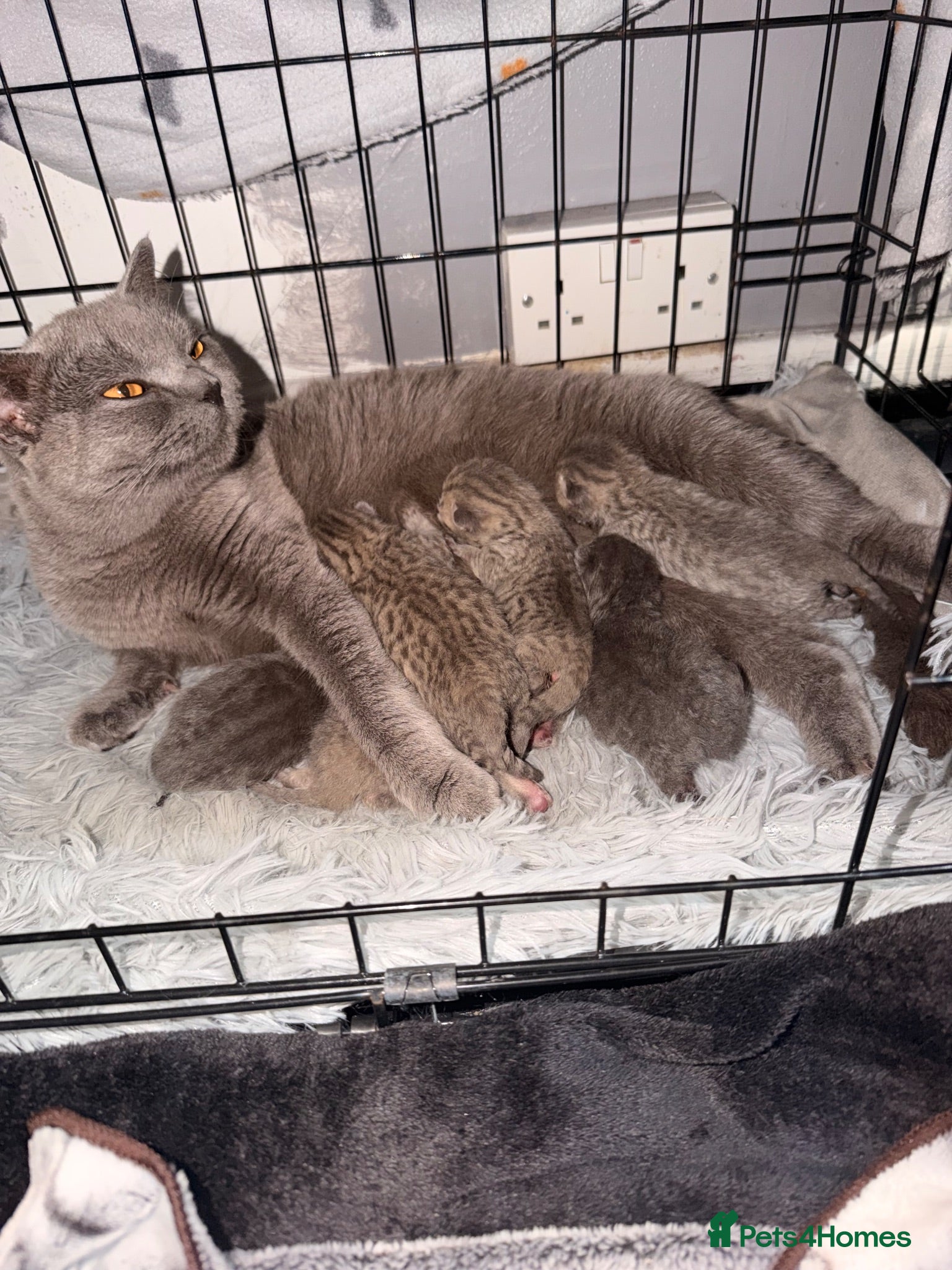 British Shorthair cats British shorthair kittens  - Advert 5