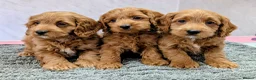 Cockapoo dogs for sale: Licensed breeder, health tested F1 cockapoo pups - Advert 9