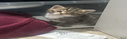 Mixed Breed cats for sale: 7 adorable kittens - Advert 2