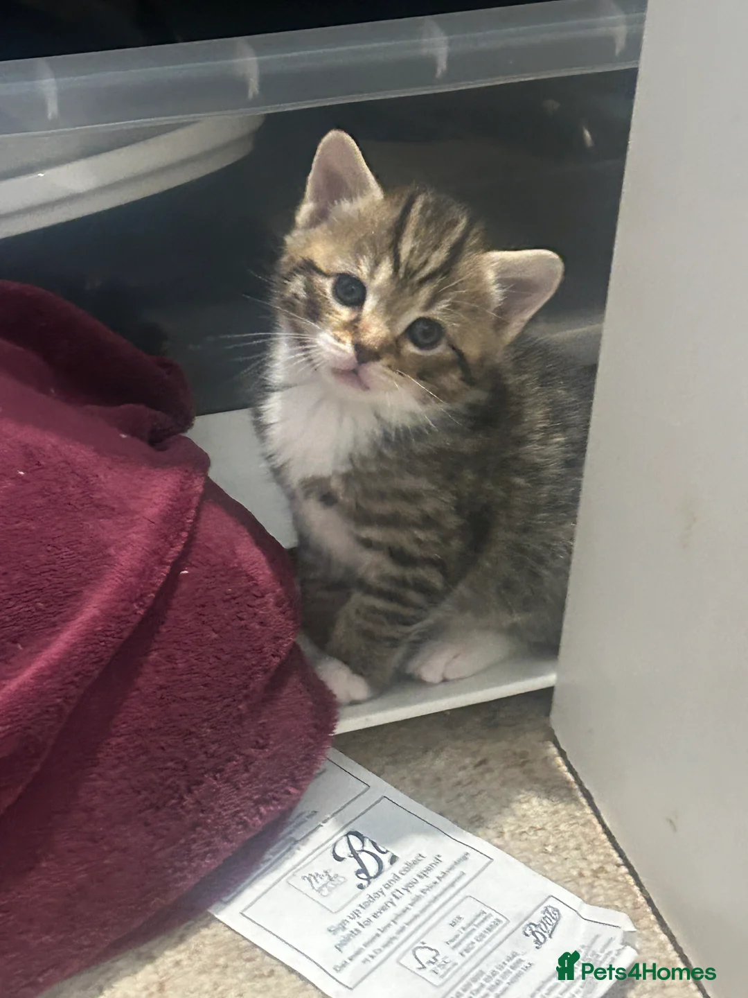 Mixed Breed cats for sale: 7 adorable kittens - Advert 2