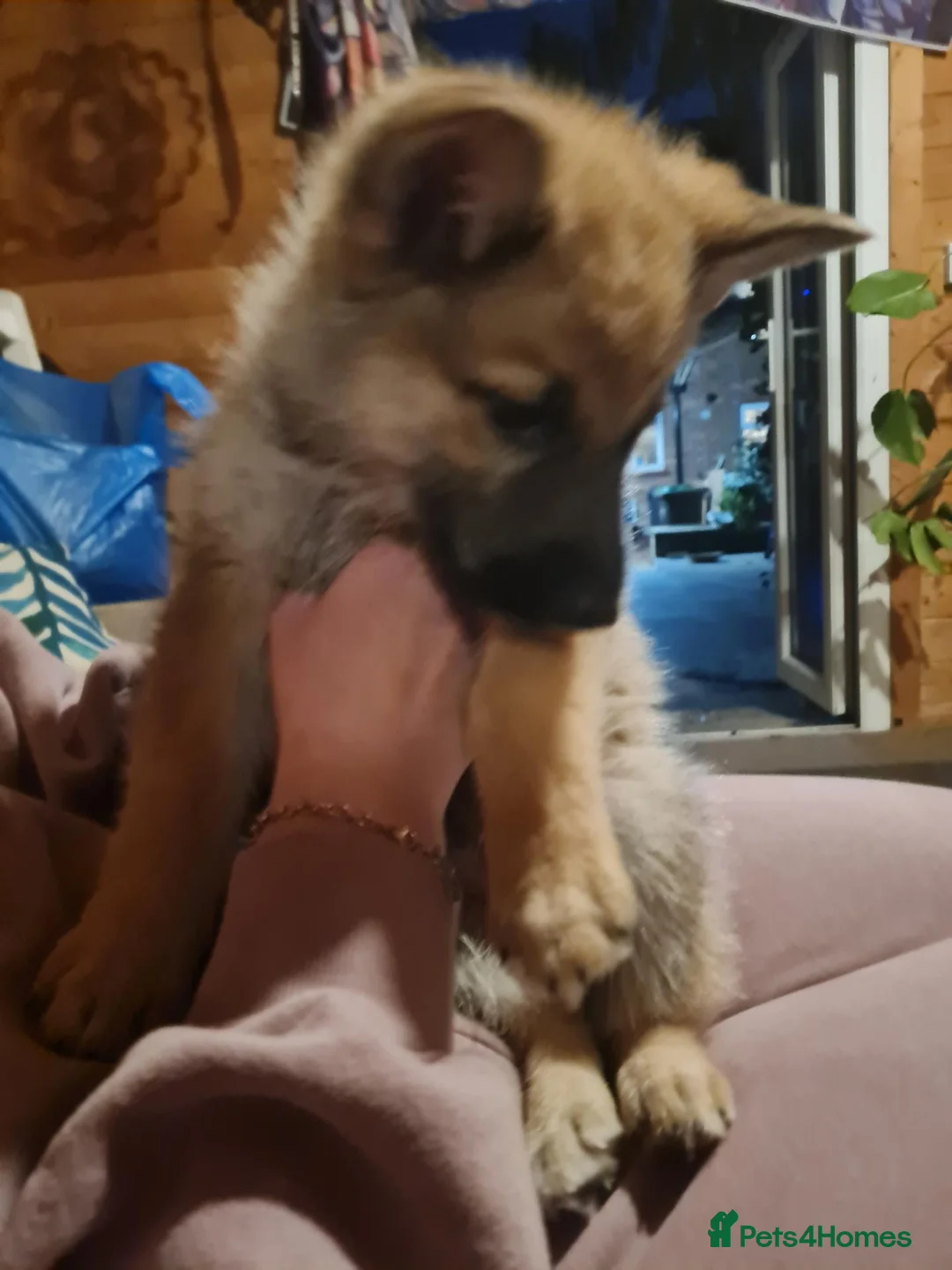 Mixed Breed dogs for sale: Shepskys 😍  in Colchester - Advert 12