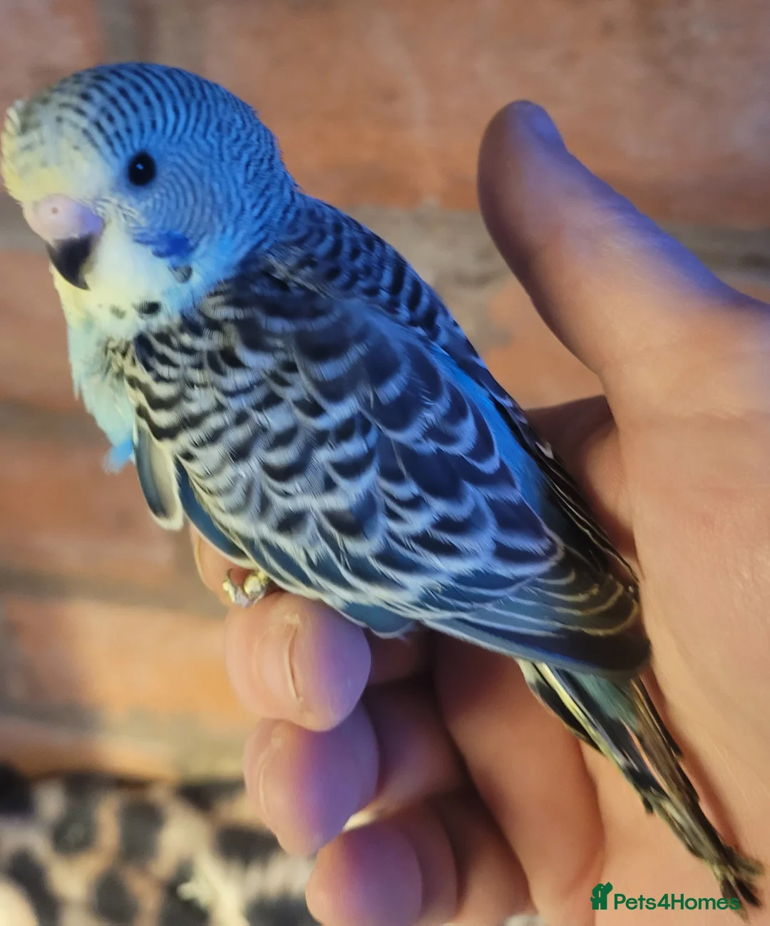 Budgerigars birds for sale: Baby Budgies (no offers) - Advert 27