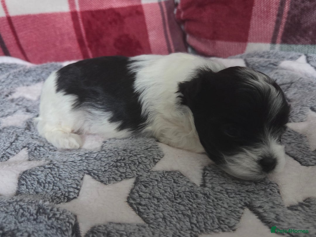 Maltese dogs for sale: 3 boys 1 girl x maltese puppies - Advert 36