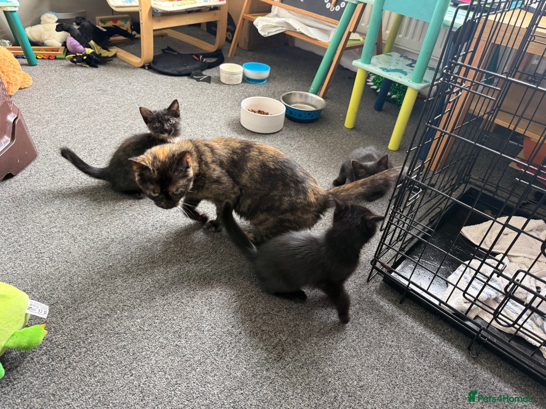 Mixed Breed cats for sale: 2 beautiful kittens looking for a loved homes - Image 6