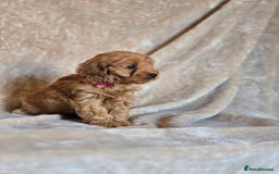 Cavapoo dogs for sale: Gorgeous Fox Red Cavapoo health tested parents  - Image 17