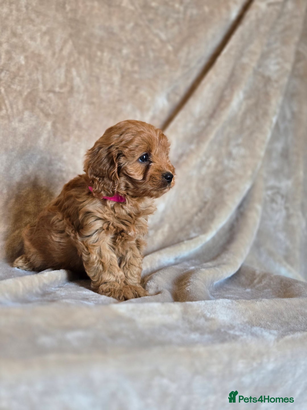Cavapoo dogs for sale: Gorgeous Fox Red Cavapoo health tested parents  - Image 17