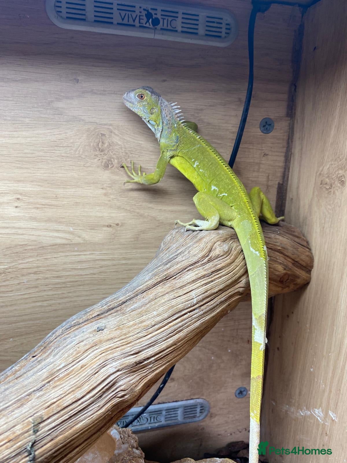 Iguana reptiles Baby green iguana  - Advert 2