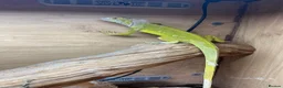 Iguana reptiles for sale: Baby green iguana  - Advert 1