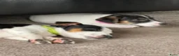 Jack Russell dogs for sale: Jack Russell Puppies  - Advert 16