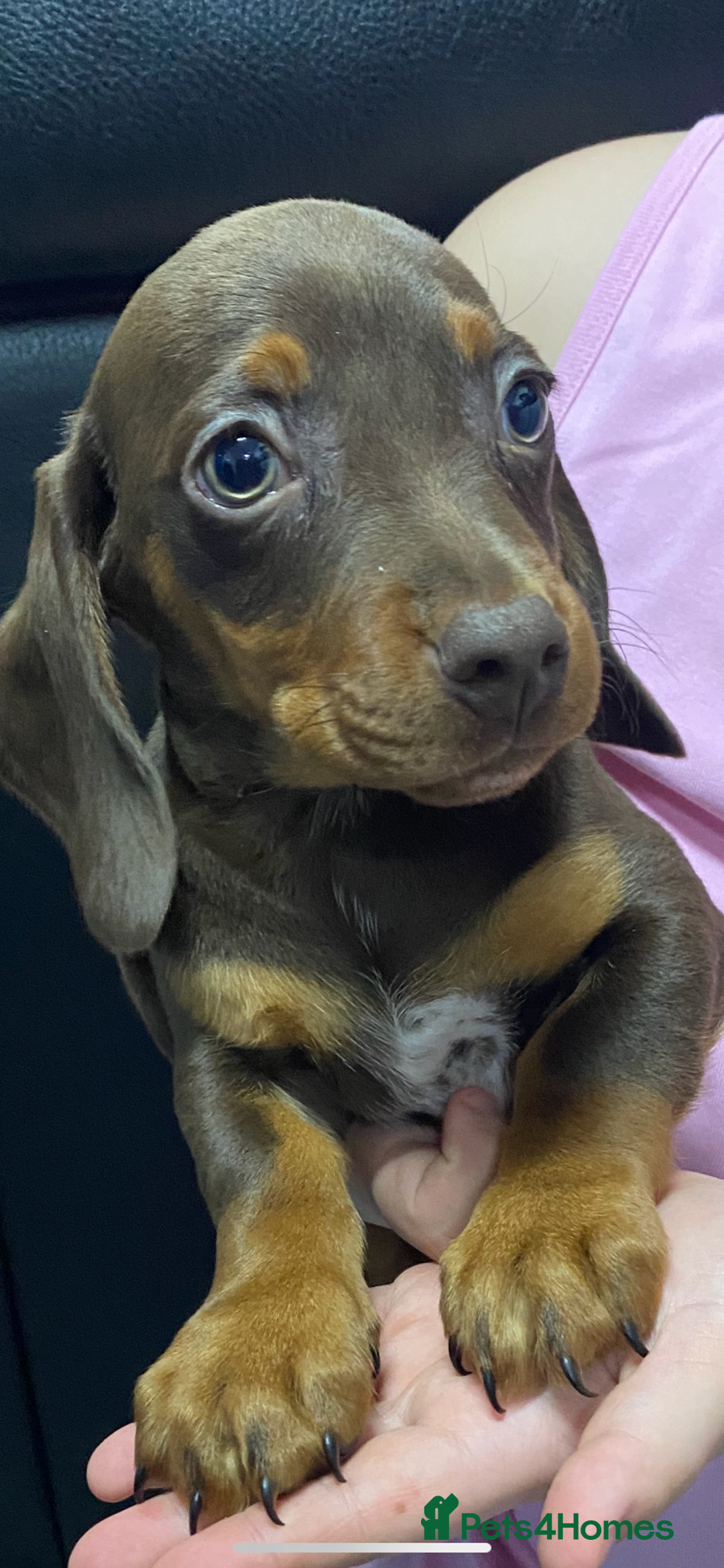 Miniature Dachshund dogs for sale: Miniature dachshund puppies  - Advert 4