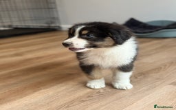 Australian Shepherd dogs for sale: 2 KC registered Australian Shepards remaining! - Image 19