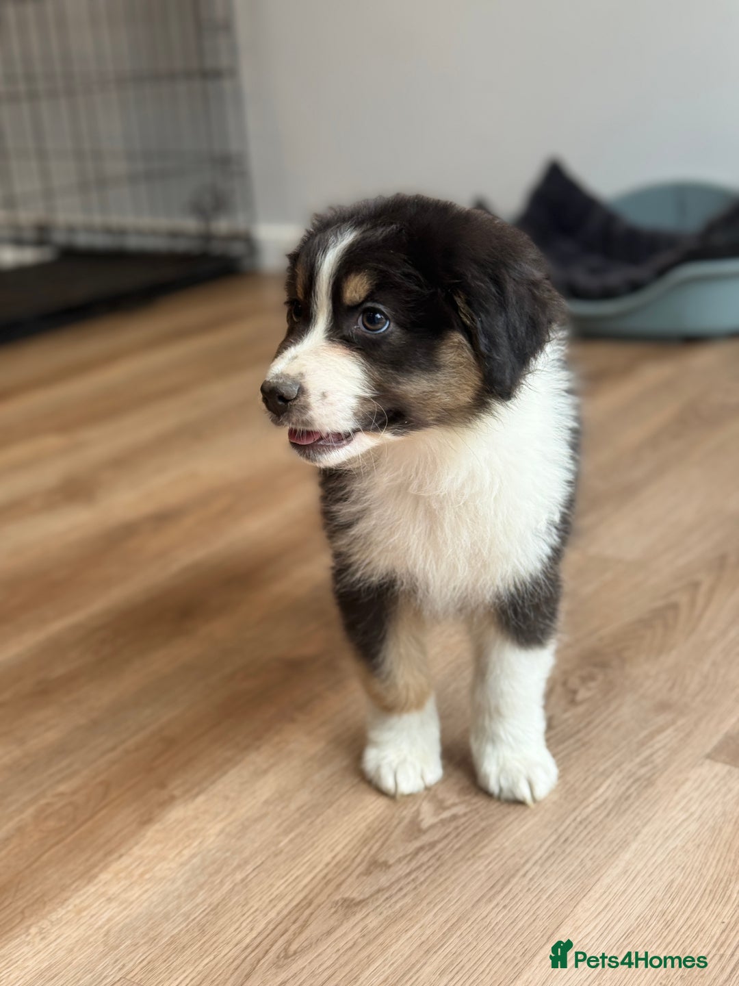 Australian Shepherd dogs for sale: 2 KC registered Australian Shepards remaining! - Image 19