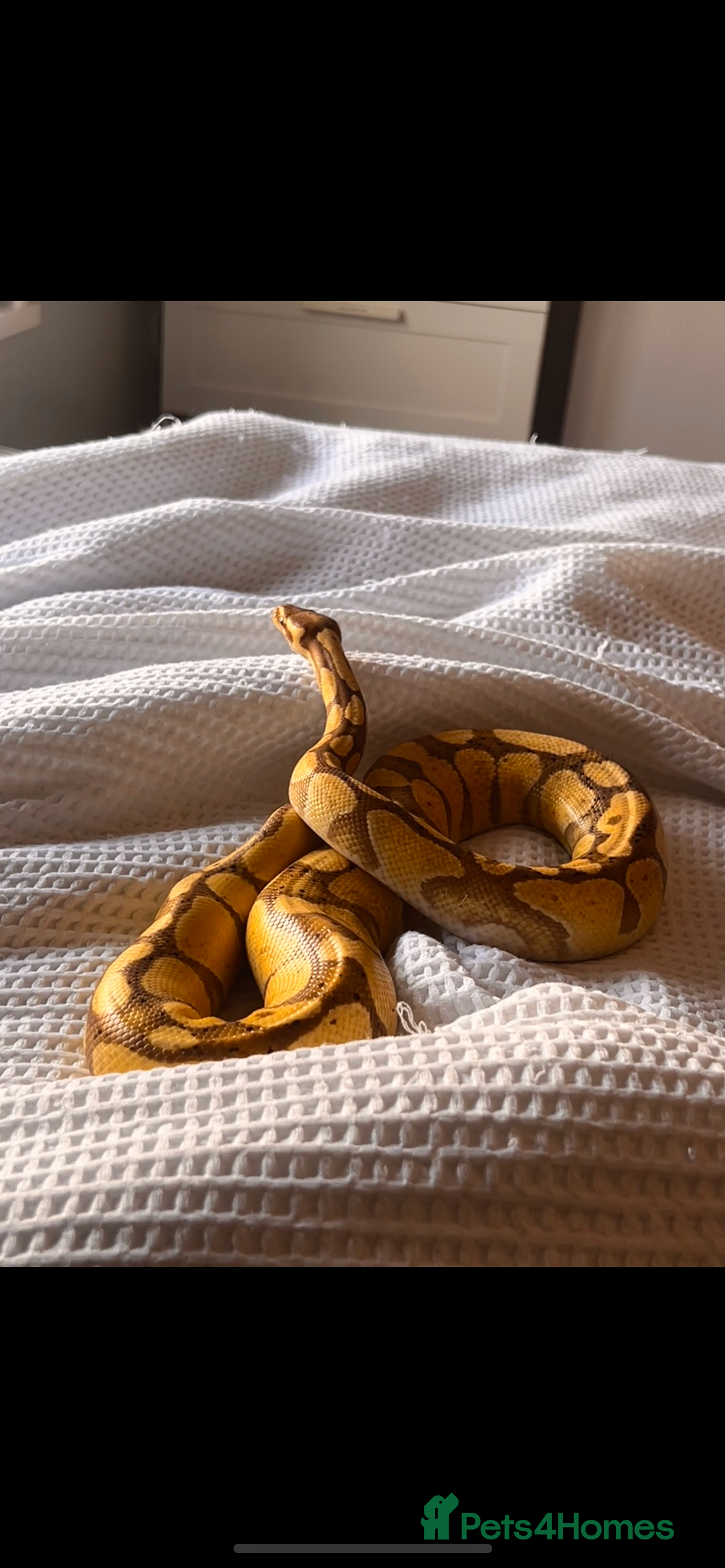 Python Snake reptiles Beautiful Ball Python For Sale - Advert 4
