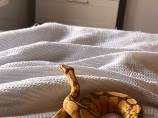 Python Snake reptiles Beautiful Ball Python For Sale - Advert 4
