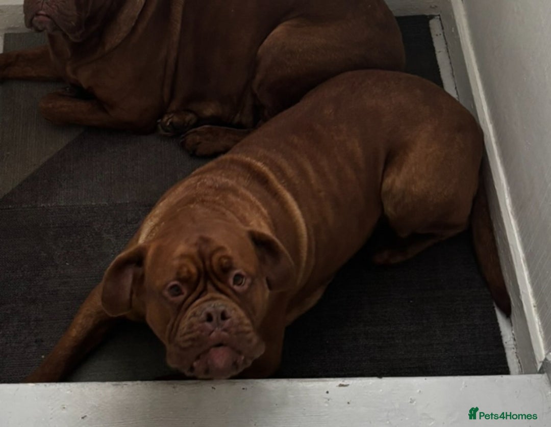 Dogue De Bordeaux dogs for sale: 4 Year Old Bitch  - Image 5