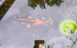 Koi Carp fish for sale: Selection of Koi Carp - Image 5