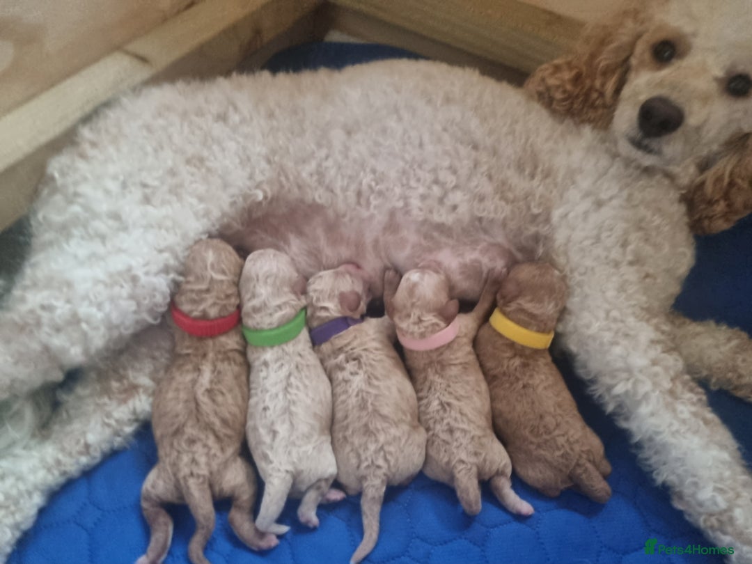 Miniature Poodle dogs for sale: Championline Miniature Poodle exceptional puppy. - Advert 24