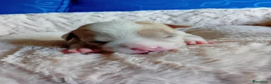 American Bully 6