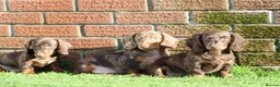 Dachshund dogs for sale: MINIATURE DACHSHUND PUPPIES FOR SALE - Advert 22