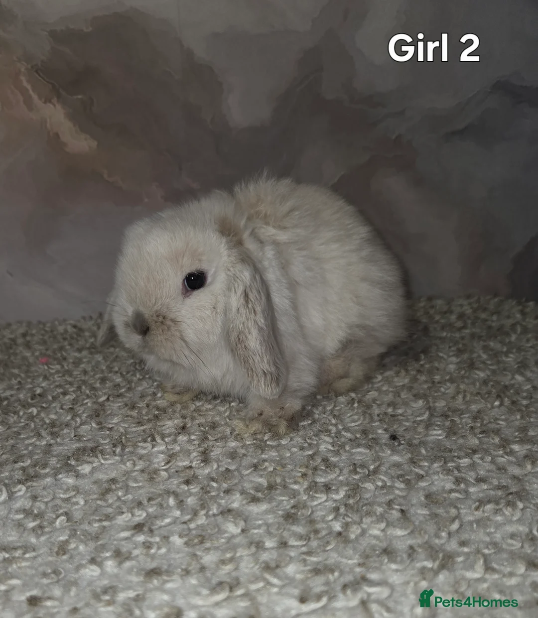 Mini Lop rabbits for sale: PURE MINI LOP BUNNIES ( All COLOURS) - Advert 32