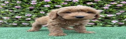 Cavapoo dogs for sale: Red/Brown Cavapoo - Advert 7