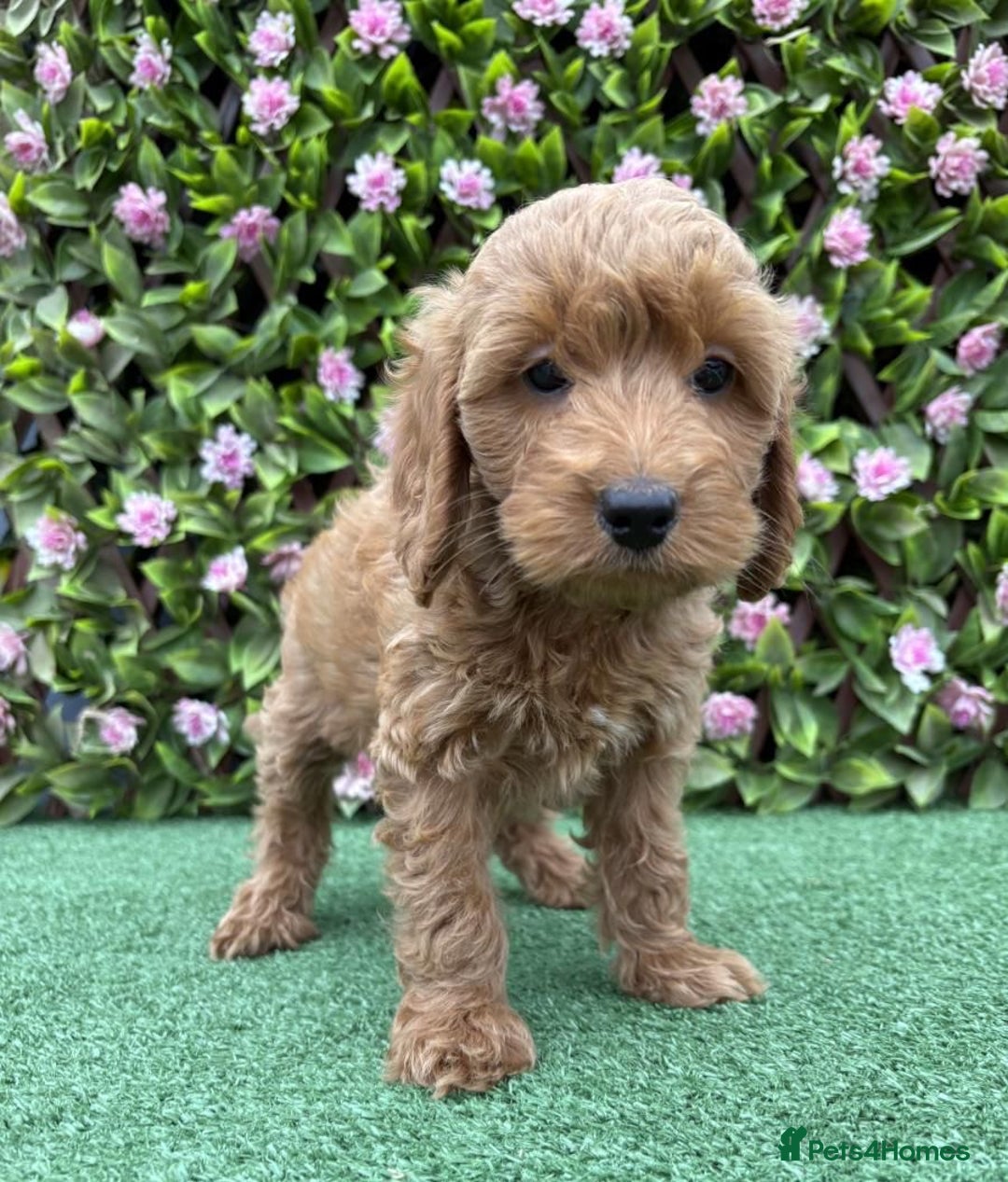 Cavapoo dogs for sale: Red/Brown Cavapoo - Advert 7