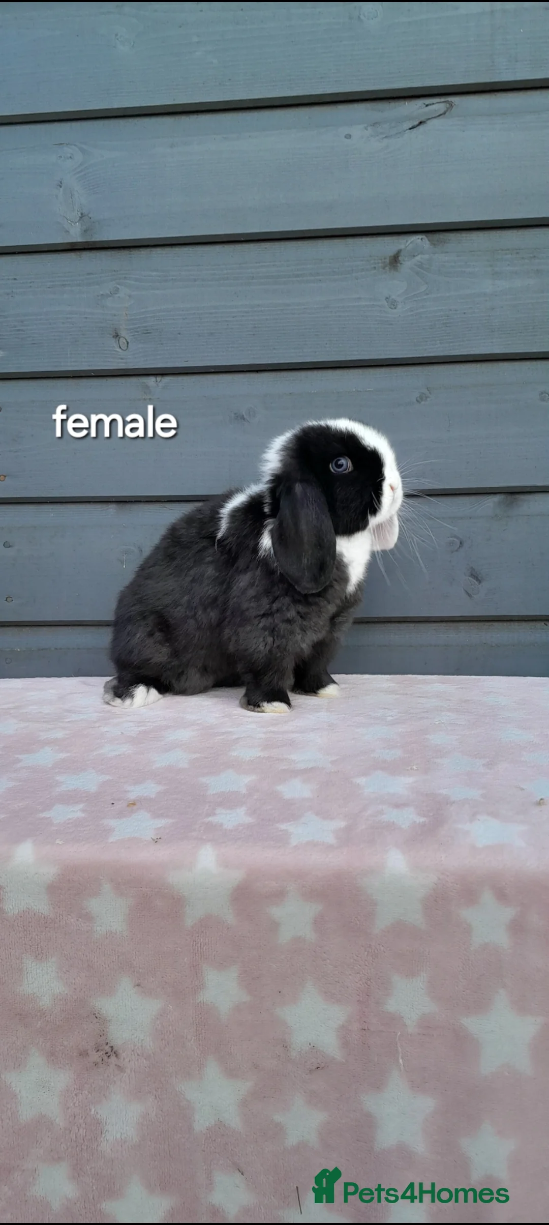 Mini Lop rabbits for sale: Purebred mini lops - Advert 5