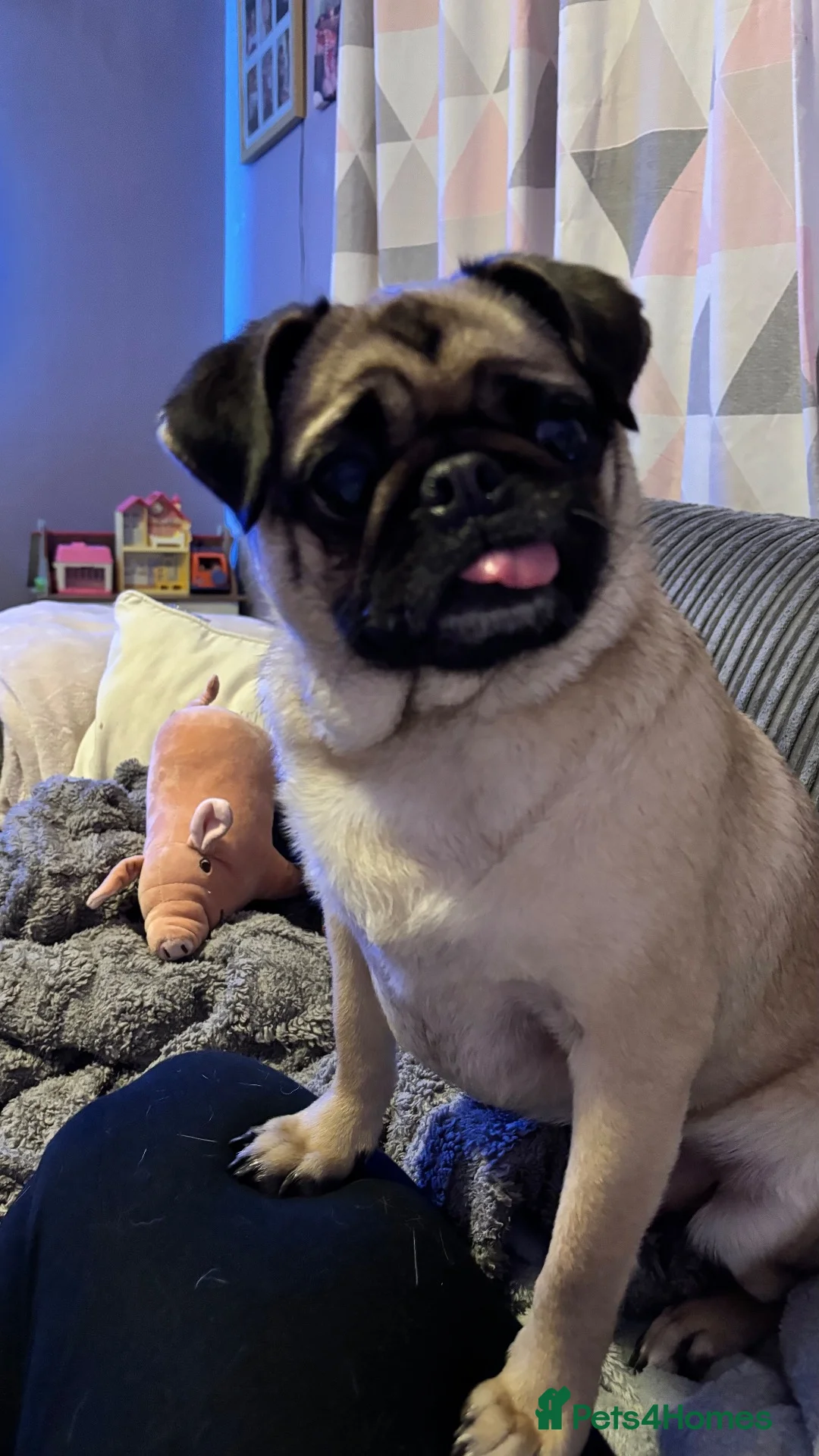 Pug dogs for sale: Tilly  - Advert 20