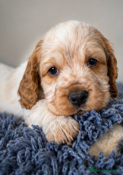 Cocker Spaniel dogs Adorable Cocker Spaniel Puppies  🐾 - Advert 1