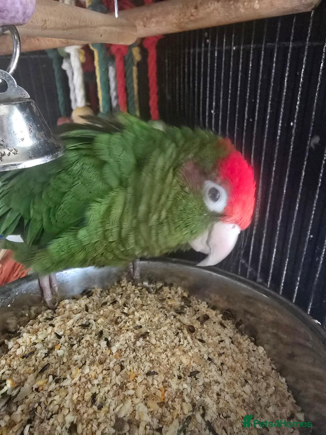 Parrots birds for sale: Rose crowned/Cherry headed canure  in Downham Market - Image 3