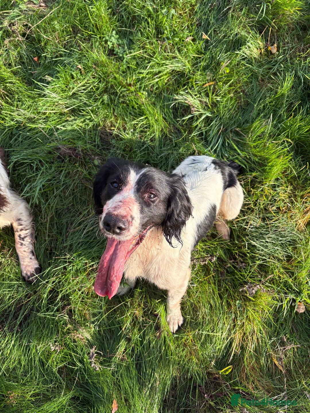 English Springer Spaniel dogs for sale: Trained springer spaniel dog - Image 3