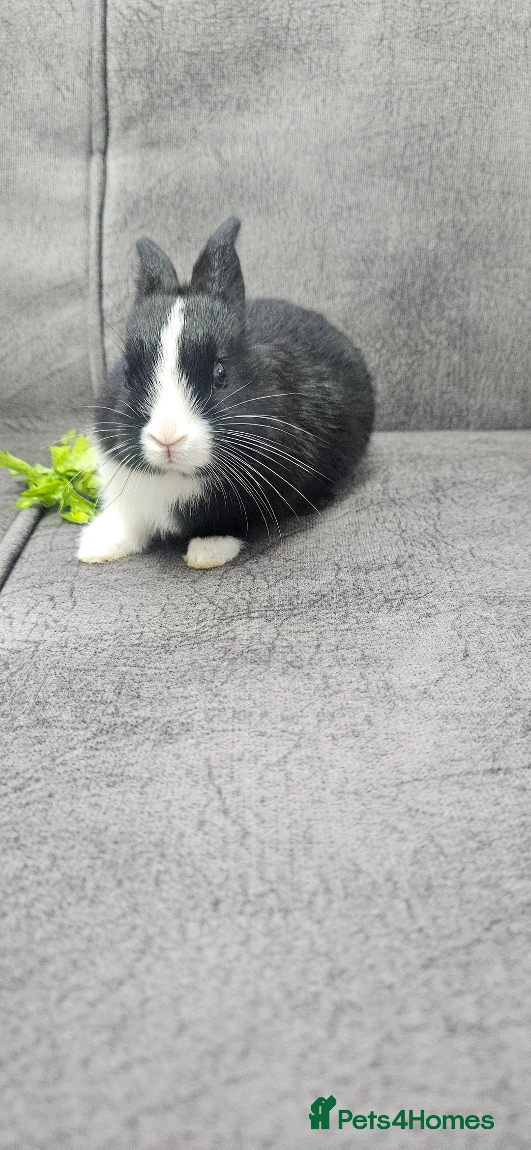 Mixed Breed rabbits for sale: They are all boys  😊 - Advert 3