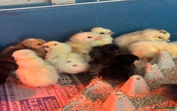 Chickens poultry for sale: Chicks polish silkies Pekin Brahma chickens  - Image 4