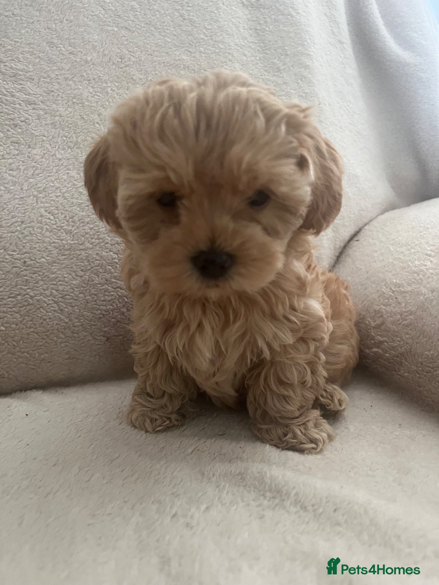 Maltipoo dogs Adorable malshipoo puppies  - Advert 1