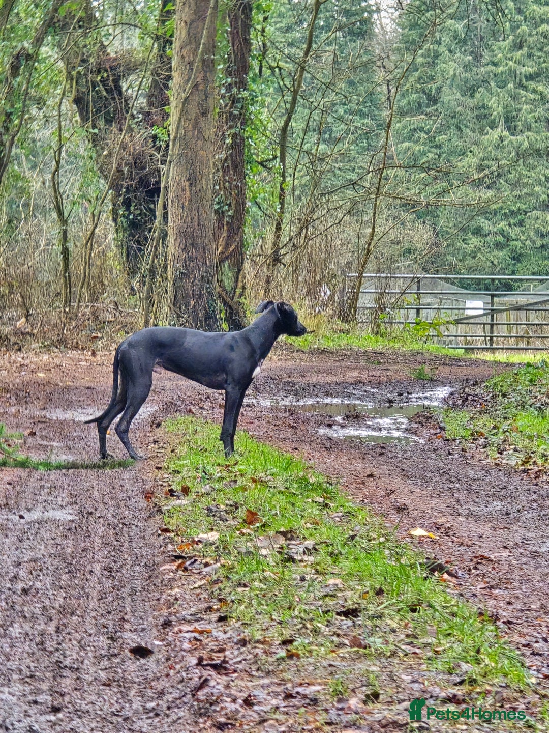 Mixed Breed dogs for sale: Whippet lurcher - Advert 2