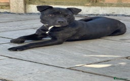 Staffordshire Bull Terrier dogs for sale: 11 month old staff for sale - Image 2