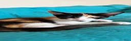 Mixed Breed cats for sale: 3 beautiful kittens looking for loving homes - Advert 2