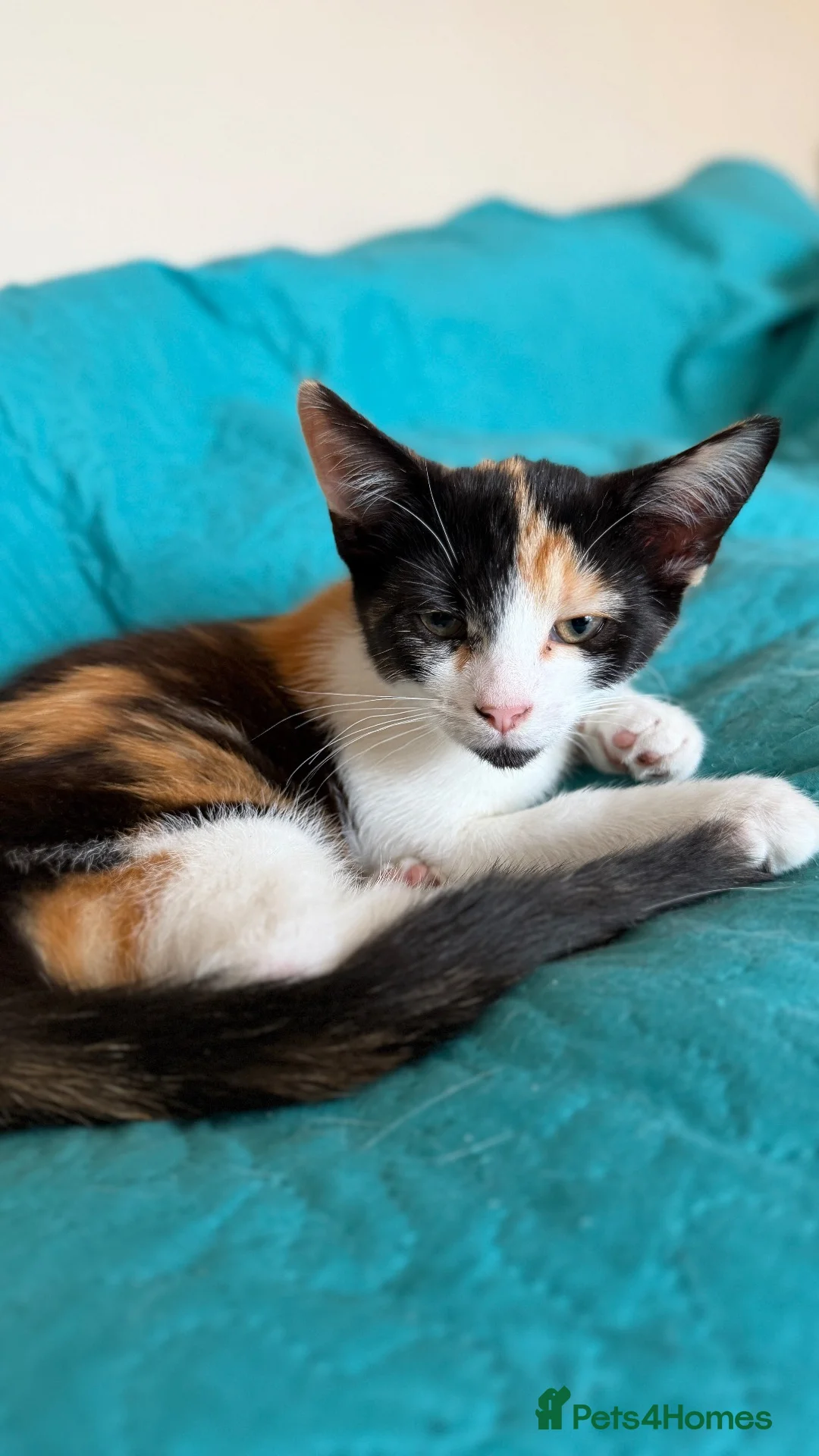 Mixed Breed cats for sale: 3 beautiful kittens looking for loving homes - Advert 2