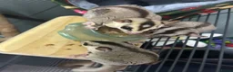 Sugar Glider rodents for sale: Sugar Glider Trio for Sale  - Advert 9