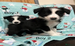 Border Collie dogs for sale: PEDIGREE ISDS & KC BORDER COLLIE PUPS - Image 18