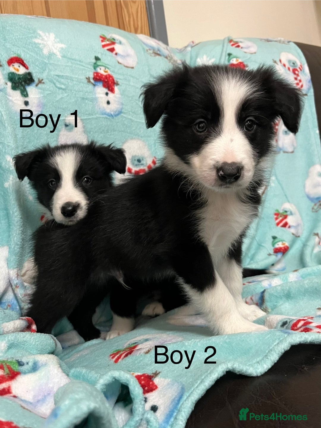 Border Collie dogs for sale: PEDIGREE ISDS & KC BORDER COLLIE PUPS - Image 18