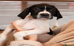 Pointer dogs for sale: English pointer puppies  - Image 18