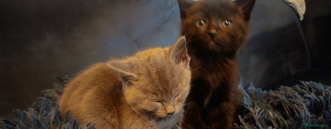 Ragdoll cats for sale: Ragdoll x kittens  - Image 8