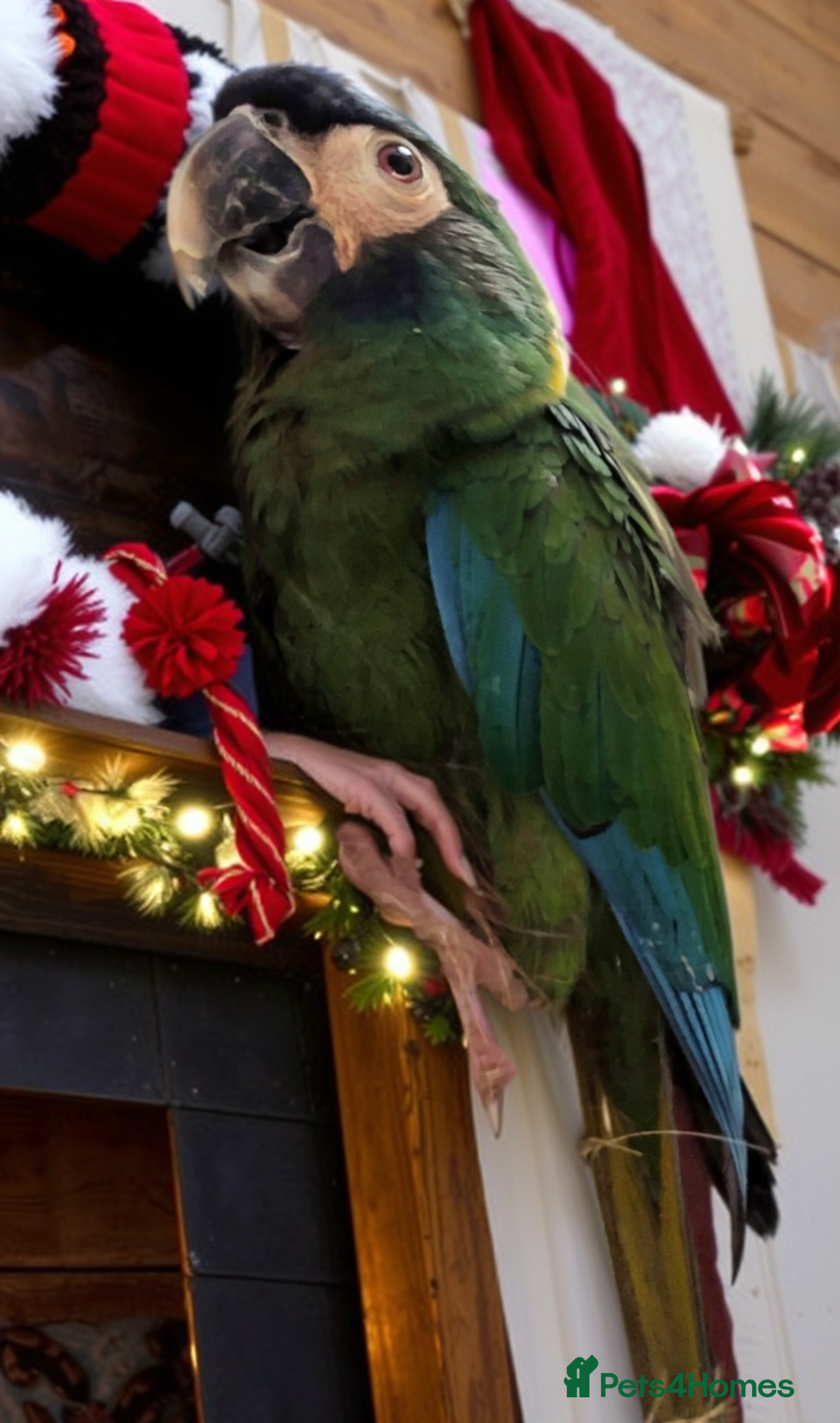 Macaws birds for sale: Golden collard Macaw Yellow collard Macaw  - Advert 11