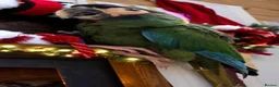 Macaws birds for sale: Golden collard Macaw Yellow collard Macaw  - Advert 12