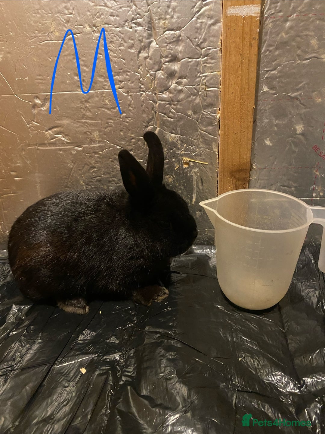 Mixed Breed rabbits for sale: Baby neatherland dwarfs - Advert 3