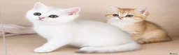 British Shorthair cats for sale: British Shorthair Silver & Golden Shaded Kittens - Advert 4