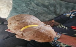 Mixed Breed dogs for sale: Cockerpoo puppys mini - Image 11