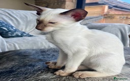 Siamese cats for sale: Siamese Oriental kittens superb pedigree GCCF  - Image 26