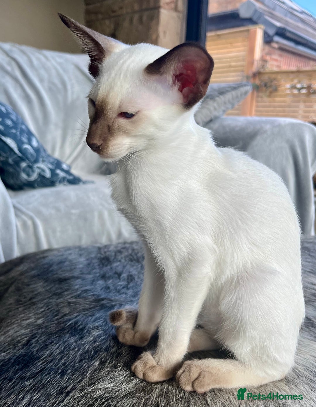 Siamese cats for sale: Siamese Oriental kittens superb pedigree GCCF  - Image 26